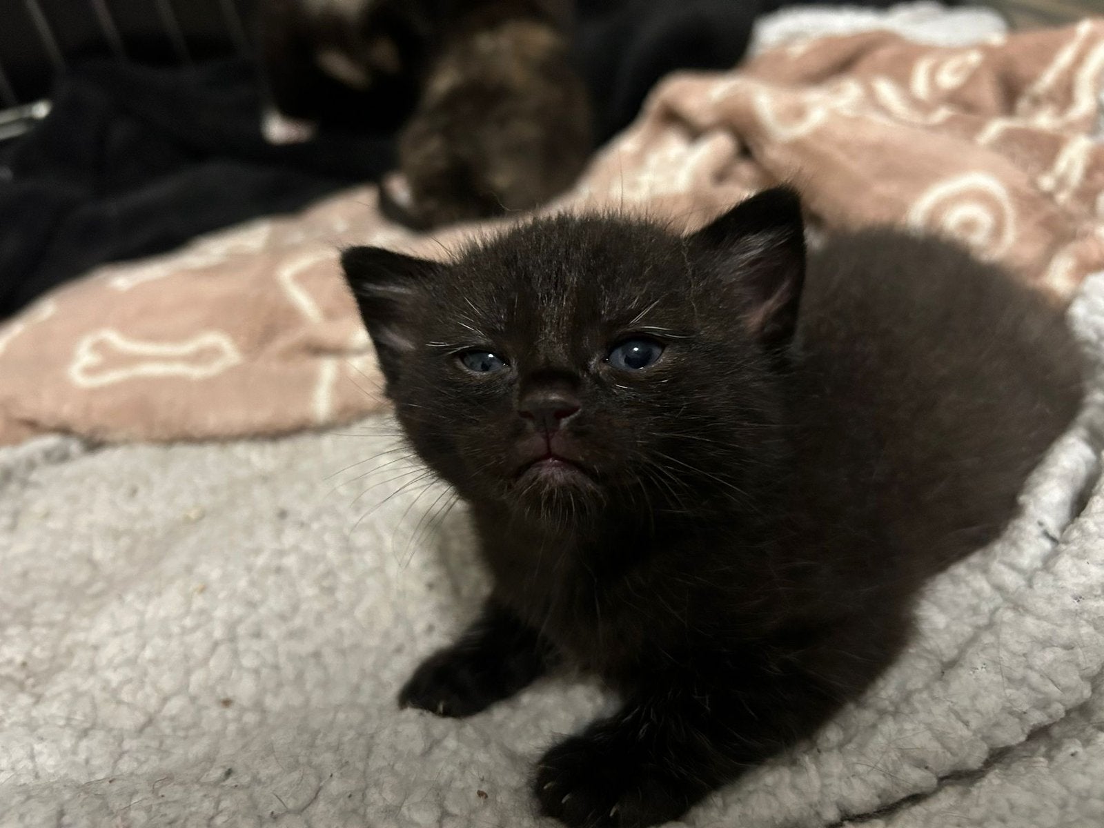 Kittens zoeken een nieuw huisje!, Dieren en Toebehoren, Katten en Kittens | Raskatten | Korthaar, Meerdere dieren