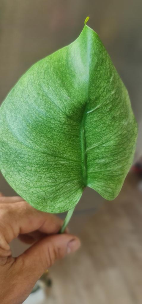 Te koop monstera mint, Huis en Inrichting, Kamerplanten, Ophalen of Verzenden, Halfschaduw, Minder dan 100 cm