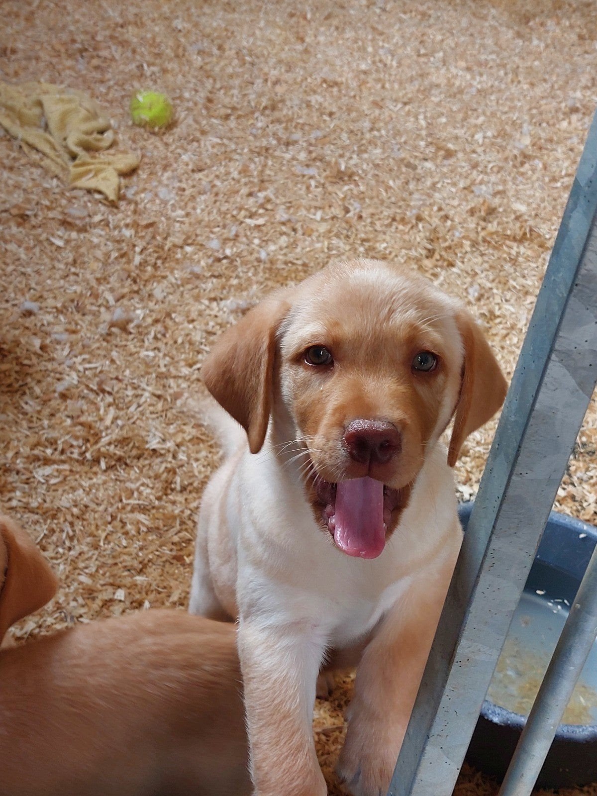 LAATSTE REU! Prachtige gemêleerde  labradors pups, Parvo, Overige rassen, 8 tot 15 weken, Meerdere