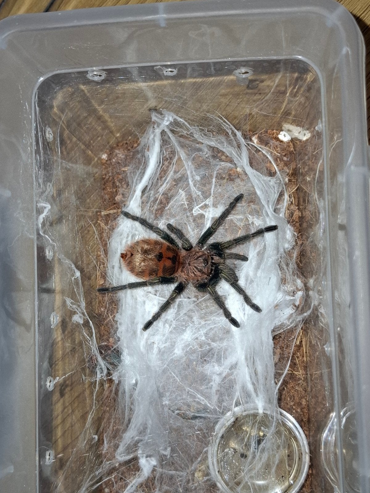Chromatopelma cyaneopubescens, Dieren en Toebehoren