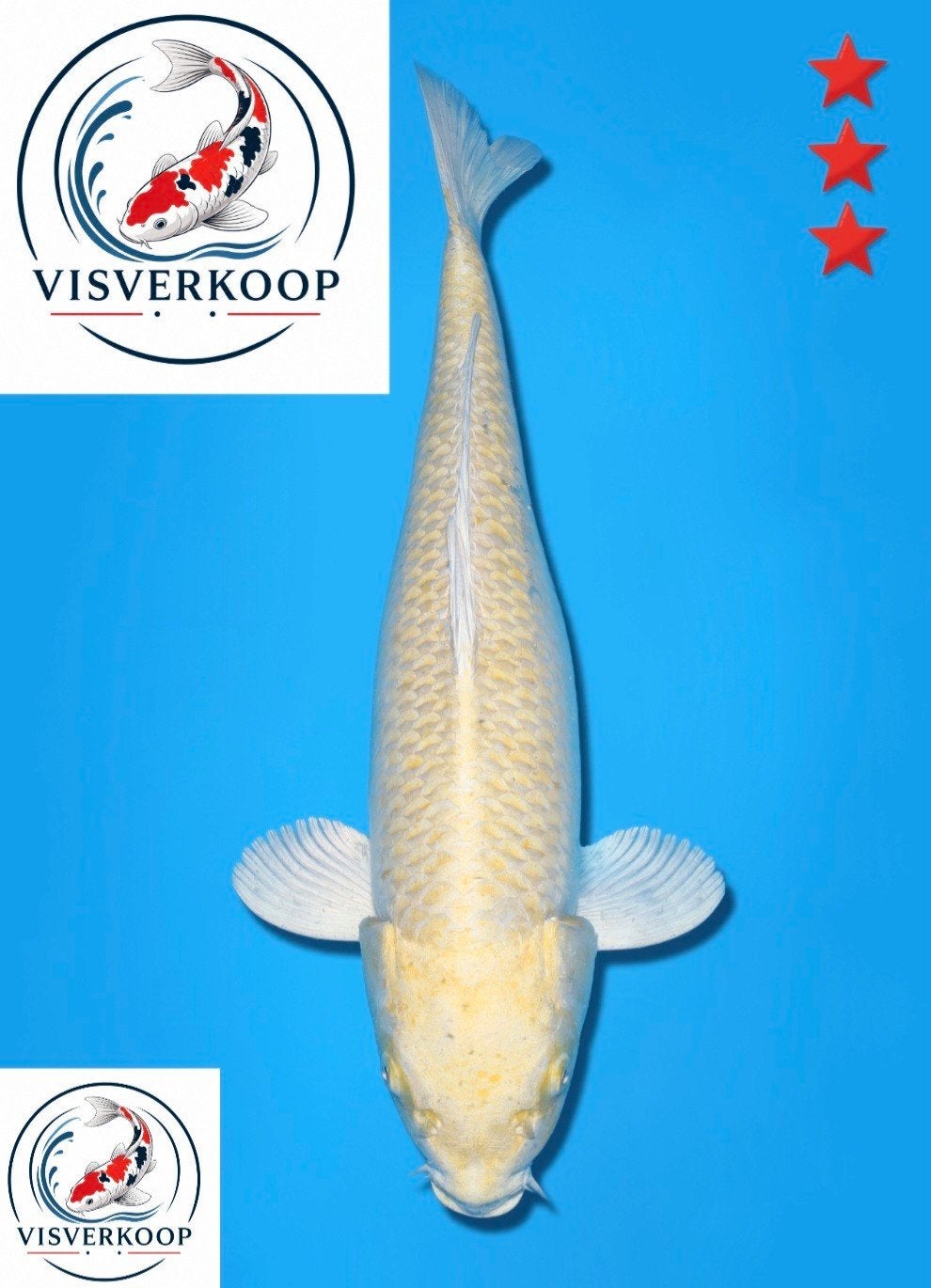 Koi Yamabuki Ogon Izumiya bloedlijn., Karper of Koi