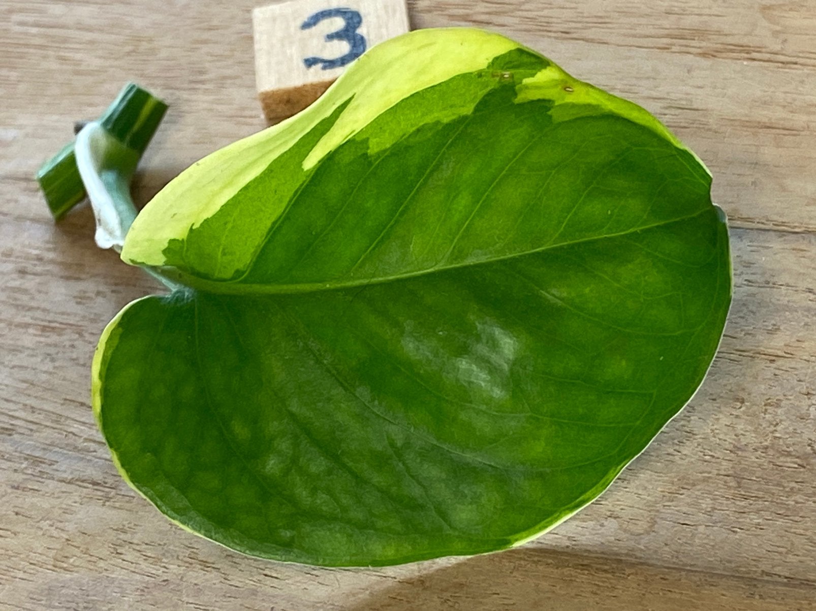 Epipremnum NOID Variegata #3, Ophalen of Verzenden, Halfschaduw, Minder dan 100 cm