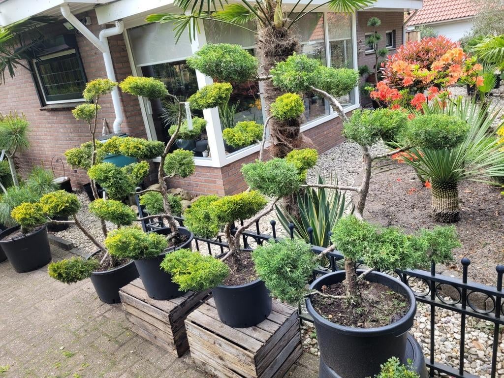 Juniperus: Super Mooie Gevormde Bomen (Vormsnoei), Tuin en Terras, Planten | Tuinplanten, Volle zon, Vaste plant, Bloeit niet