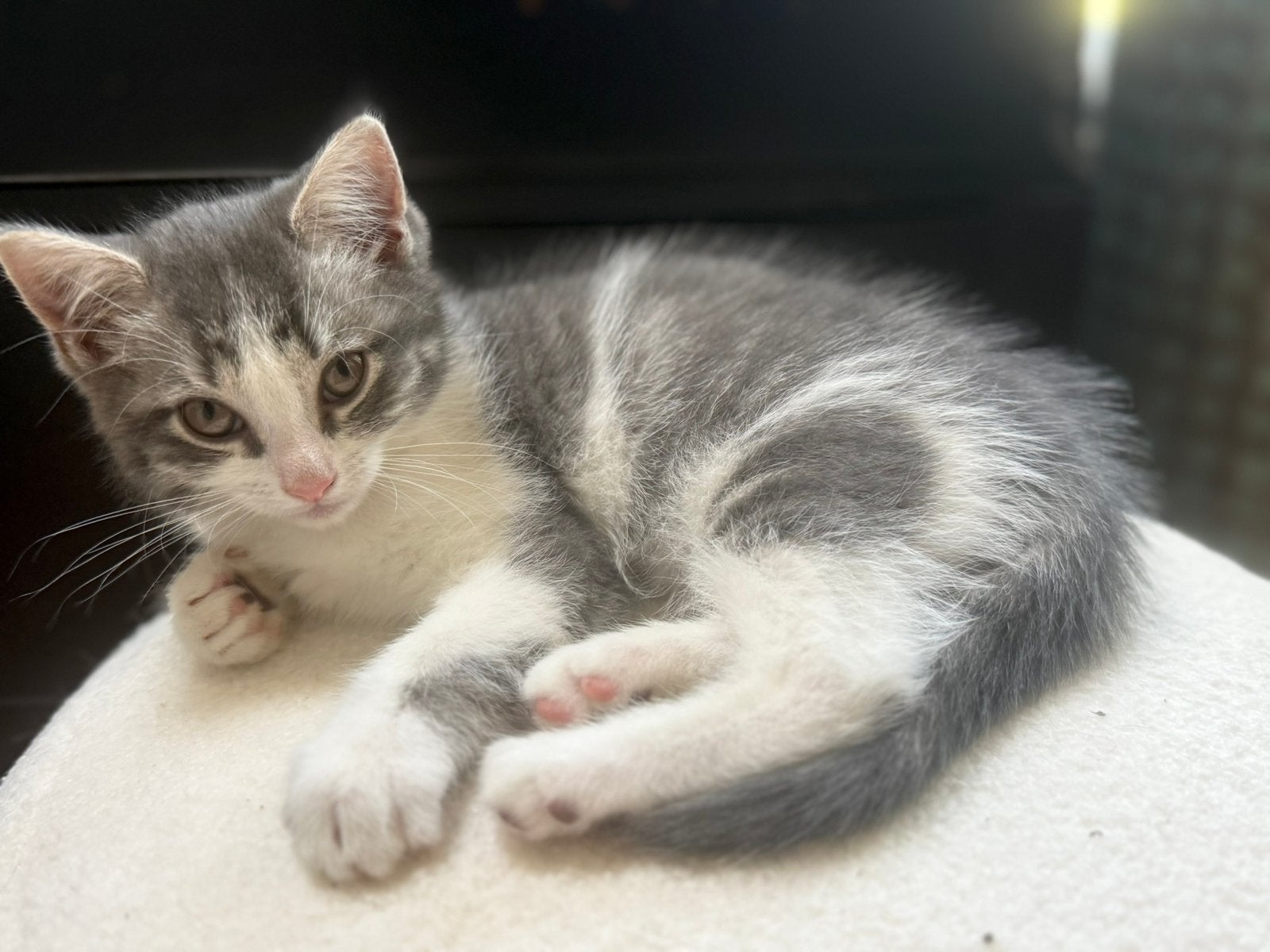 Nog 1 lief kitten, poesje kruising, moeder perzisch., Meerdere dieren, Ontwormd, 0 tot 2 jaar