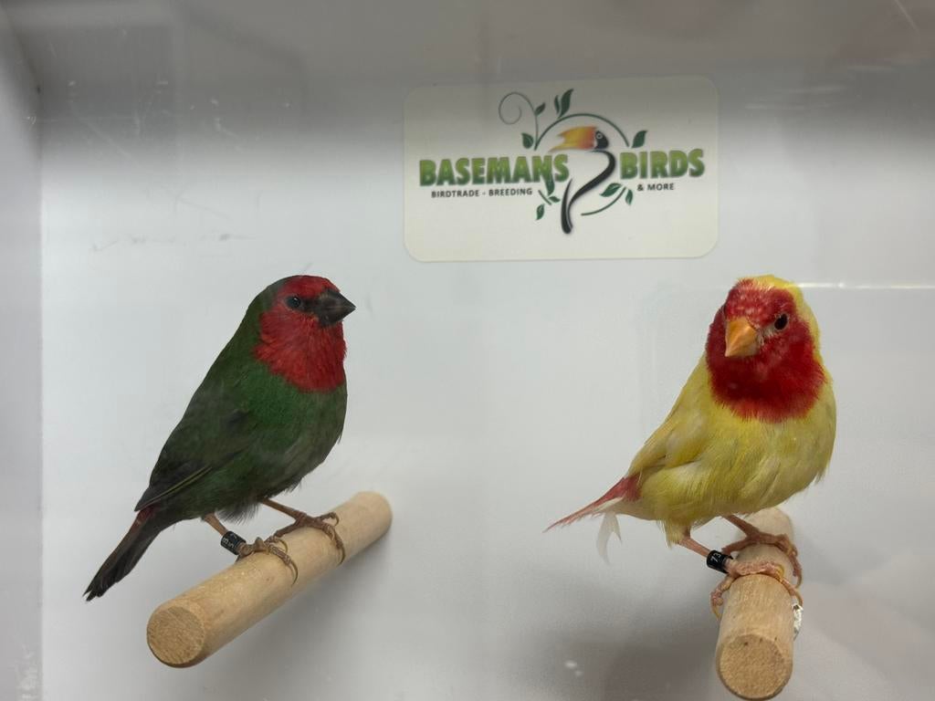 Roodkop papegaaiamadine - Erythrura psittacea, Meerdere dieren, Tropenvogel, Geringd