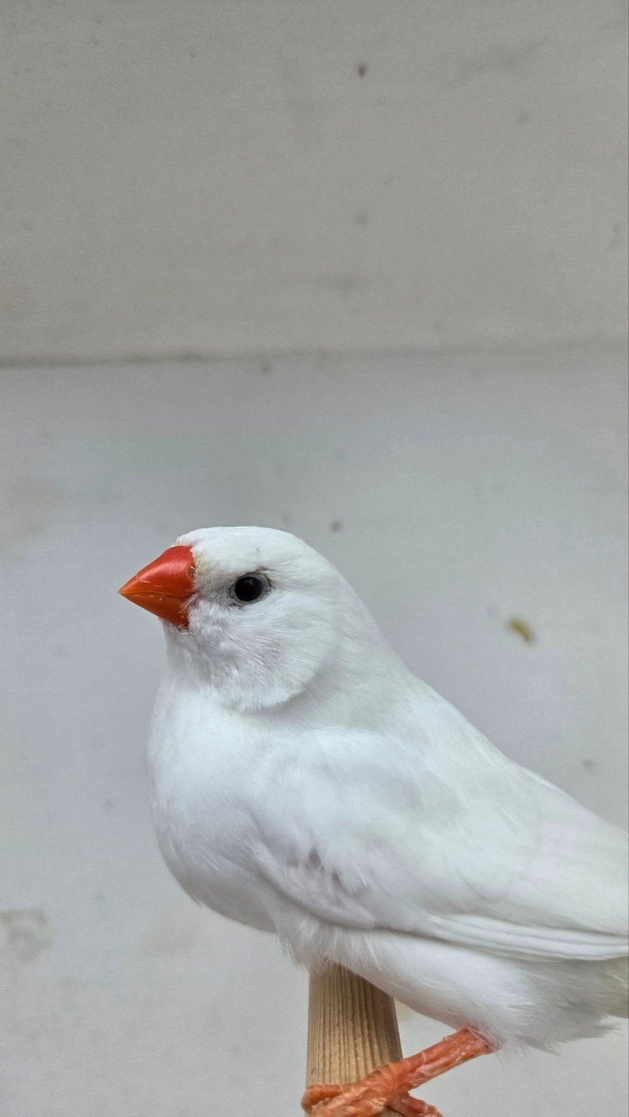 Witte zebravink Pop 2025, Dieren en Toebehoren, Vrouwelijk, Tropenvogel, Geringd