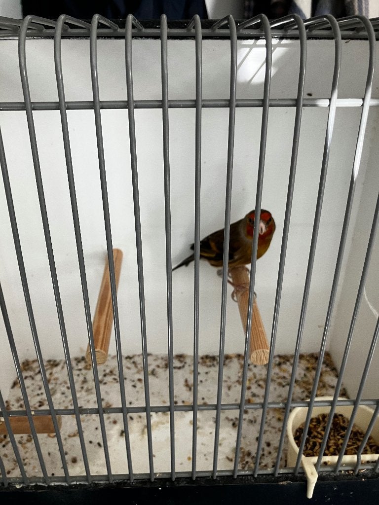 Bastaard putter, Dieren en Toebehoren, Mannelijk, Bastaard