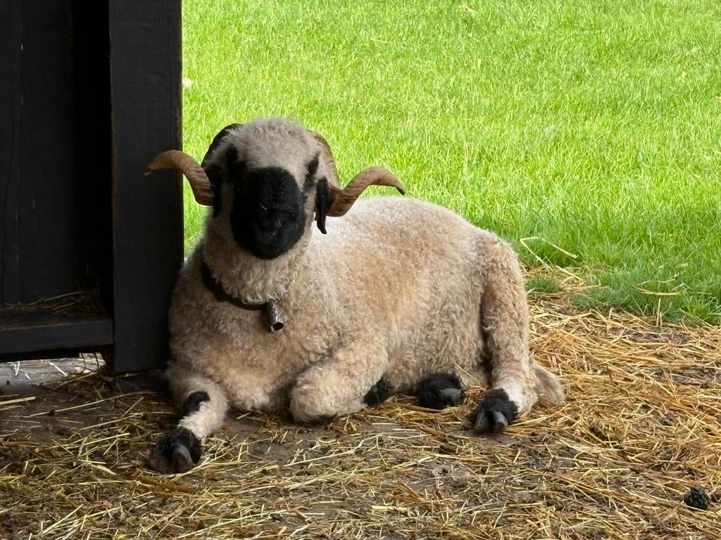 Dekram walliser schwarznase te huur arr/arr italiaans, Dieren en Toebehoren, Schapen, Geiten en Varkens, Mannelijk, Schaap