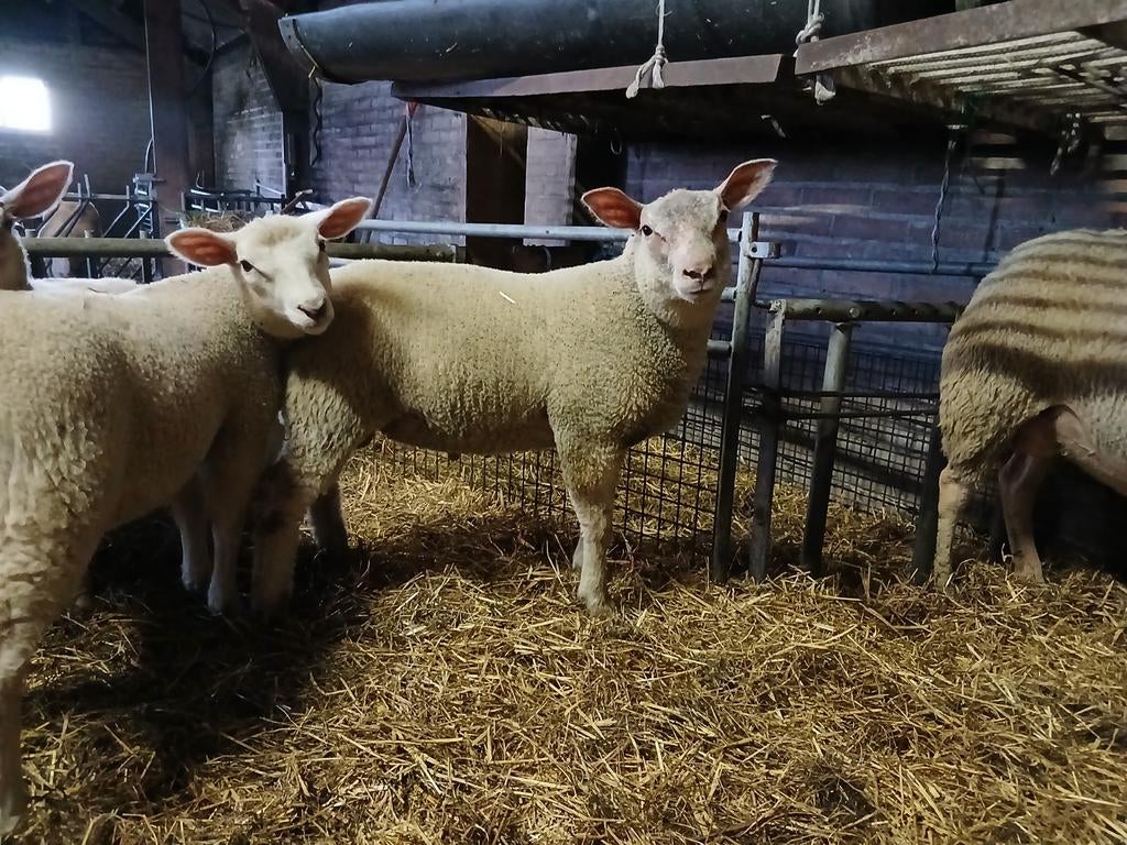 Ramlam charollais x rouge, Dieren en Toebehoren, Mannelijk, Schaap