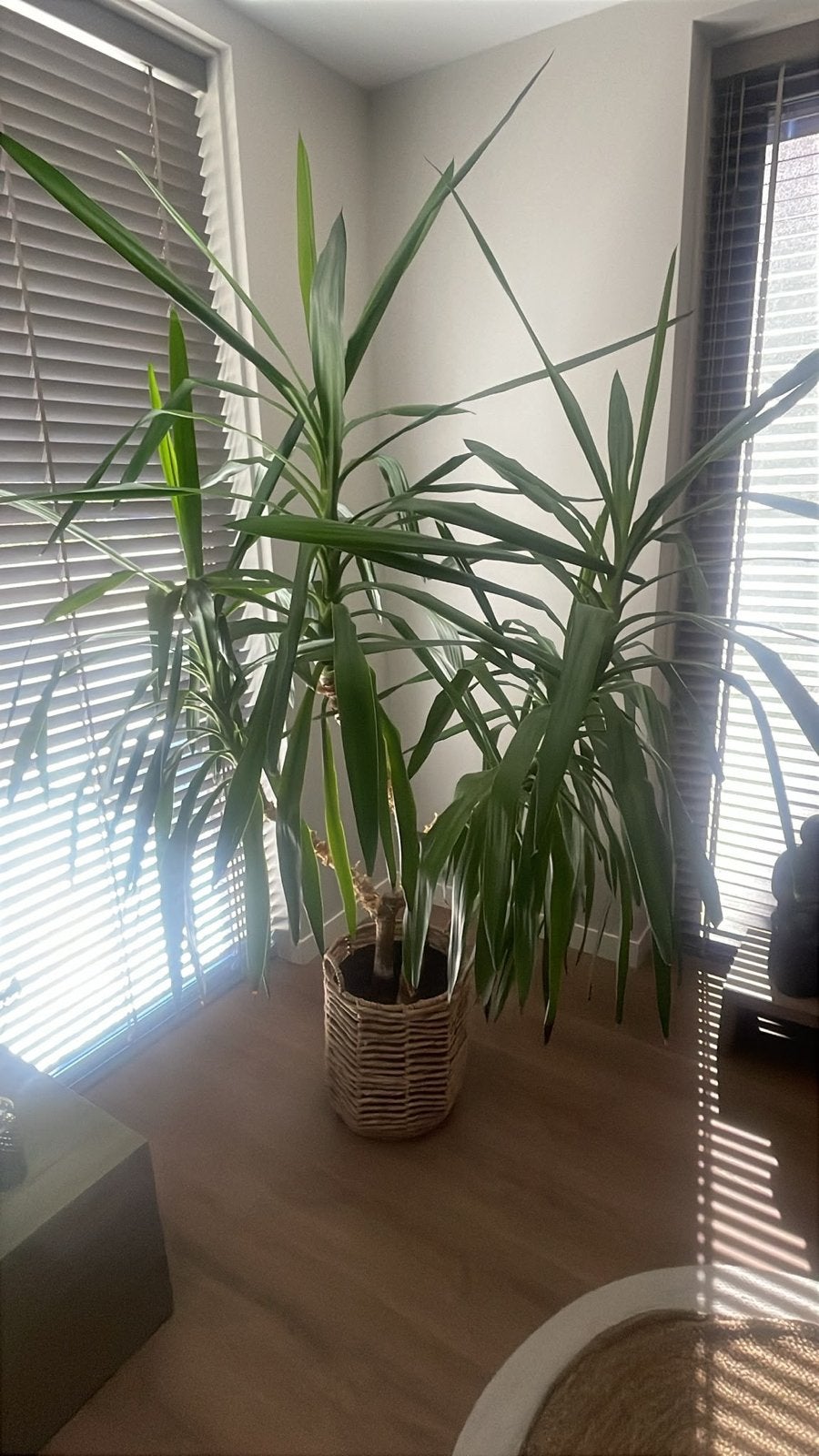 Grote Yucca plant in rieten pot, Huis en Inrichting, Kamerplanten, Ophalen, In pot, Yucca, 150 tot 200 cm