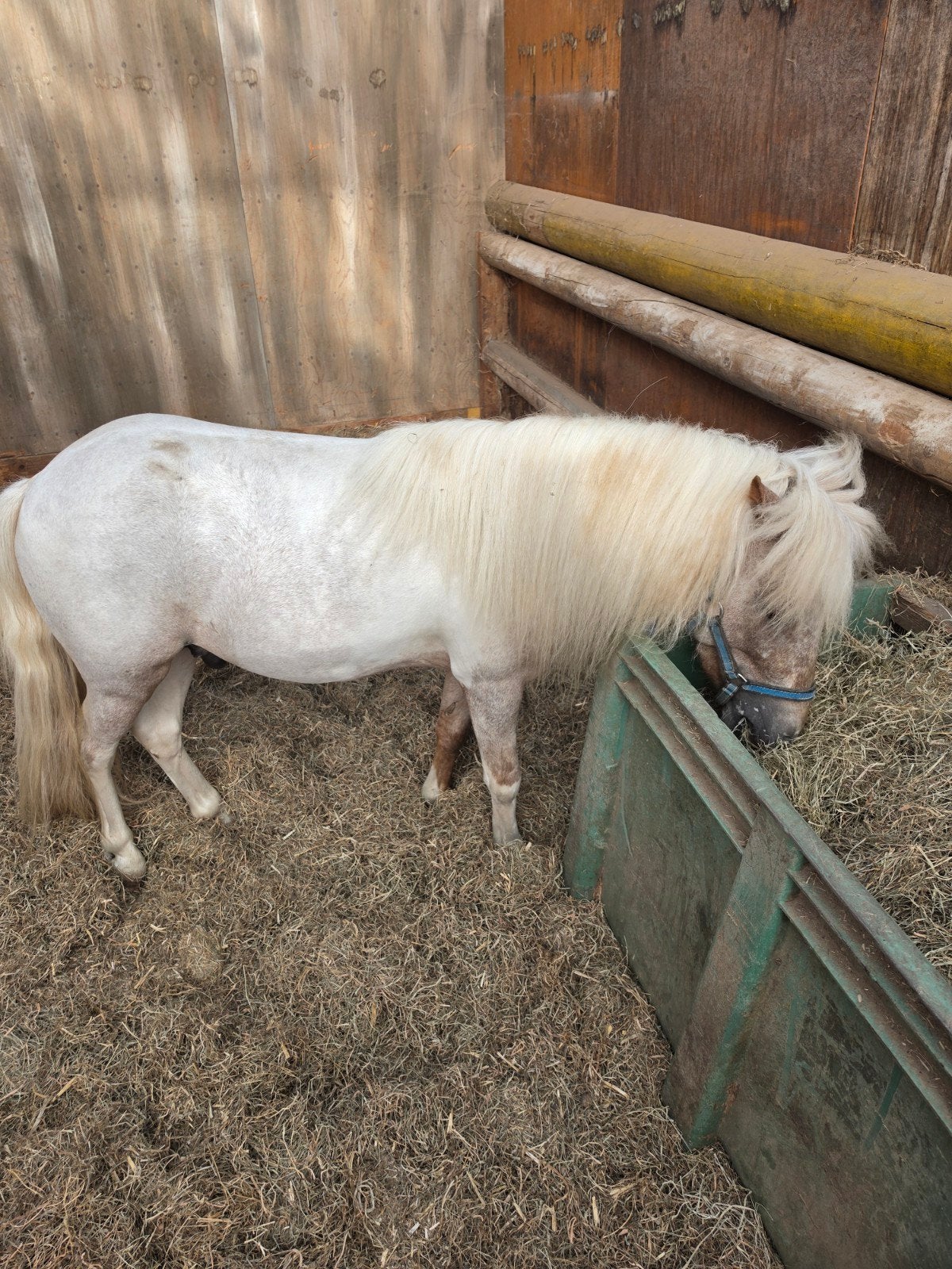 hengstje appaloosa, Hengst