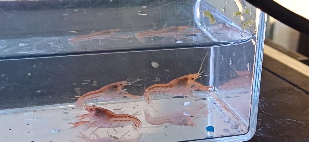 Cpo kreeftjes, Dieren en Toebehoren, Kreeft, Krab of Garnaal, Zoetwatervis