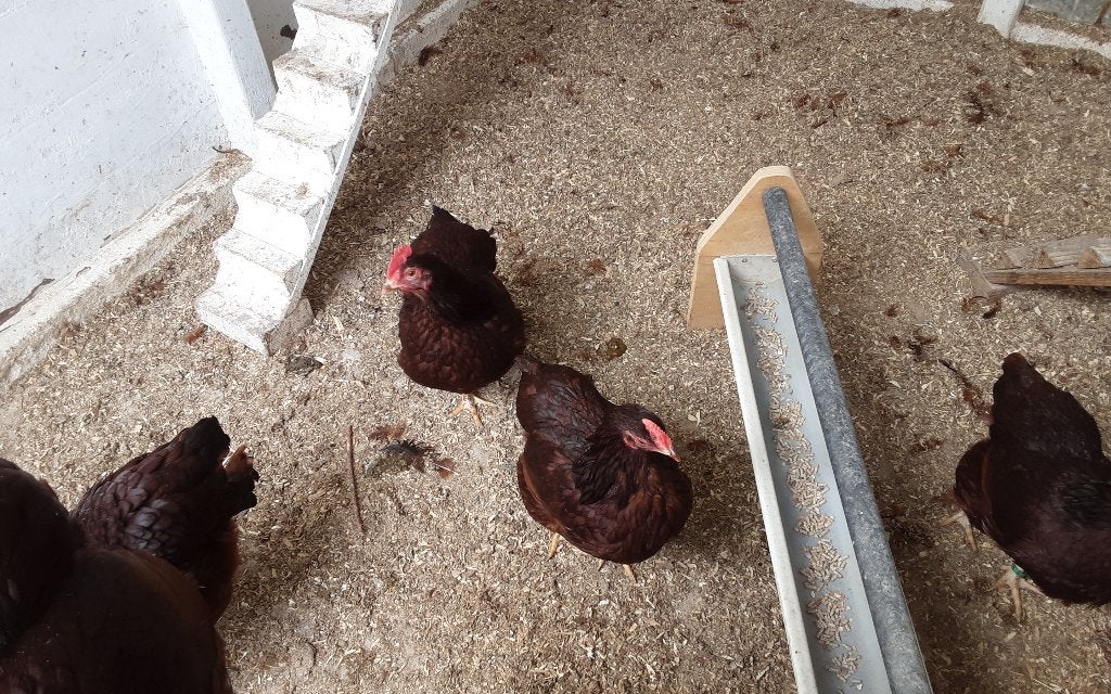 Trio rode islander krielkip, Dieren en Toebehoren, Pluimvee, Vrouwelijk, Kip