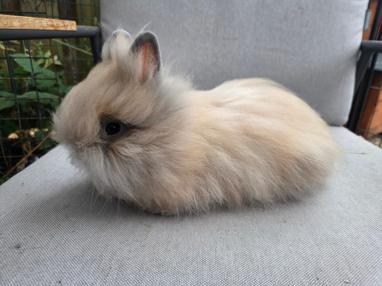 De laatste teddydwerg konijntjes van dit seizoen, Meerdere dieren, Dwerg, 0 tot 2 jaar