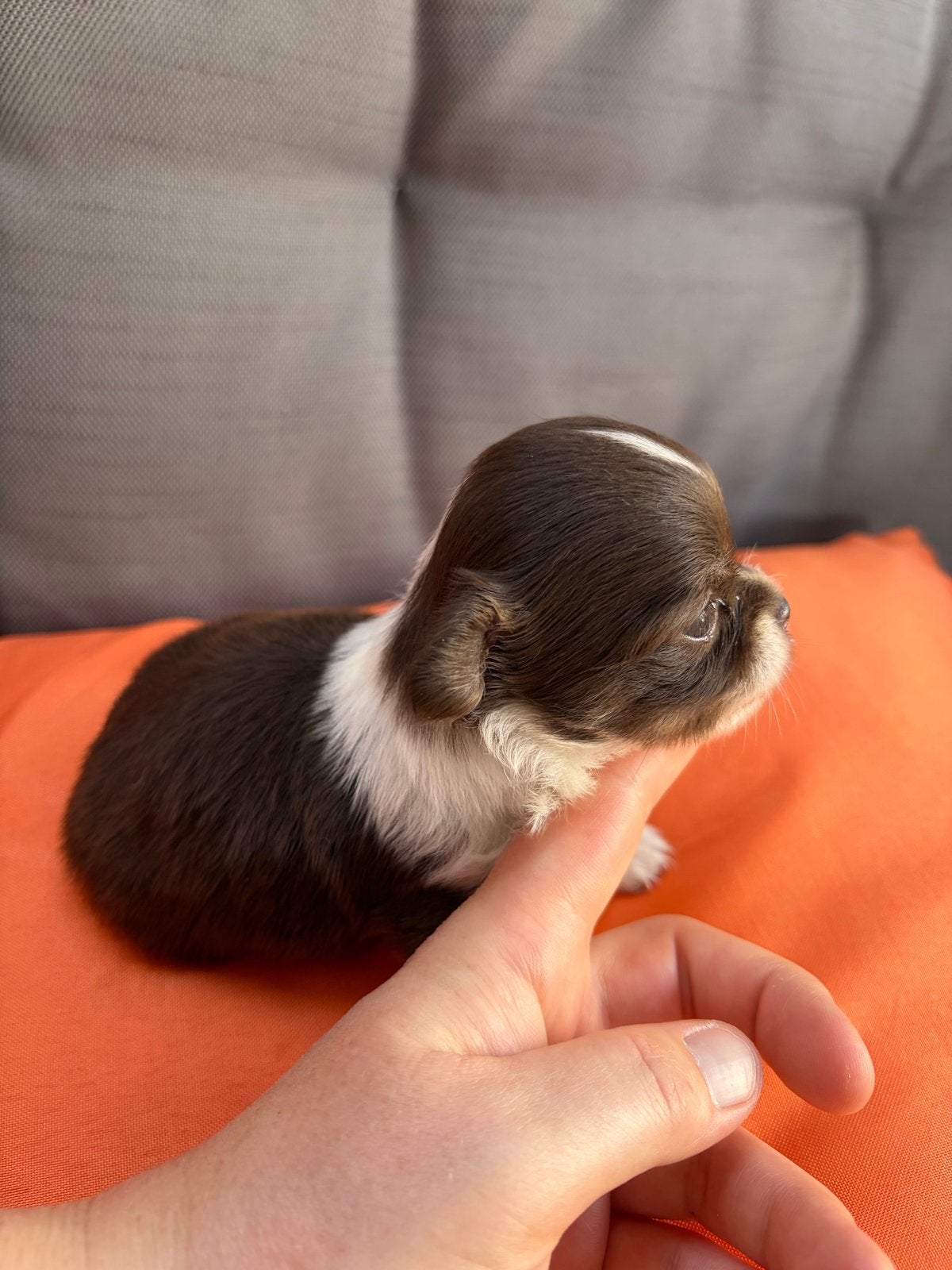 Chihuahua pup teefje, 8 tot 15 weken, Teef, Eén hond, Chihuahua