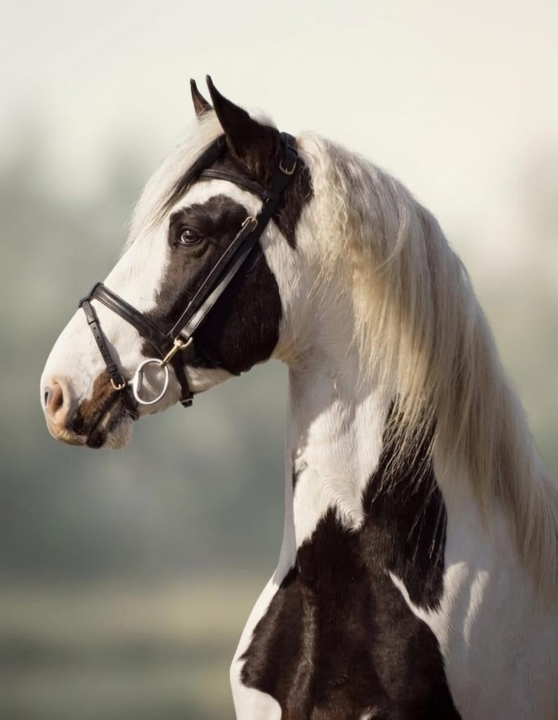 Exclusieve homozygote bonte hengst Hidde ter dekking, Hengst