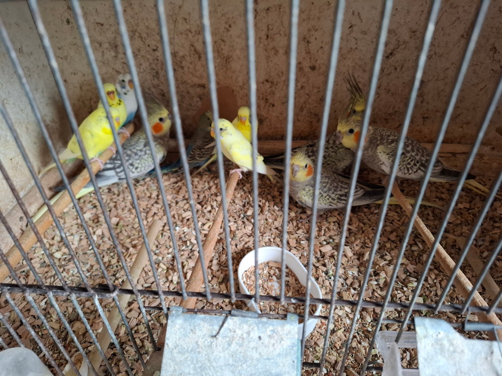Valkparkieten in diverse kleuren, Dieren en Toebehoren