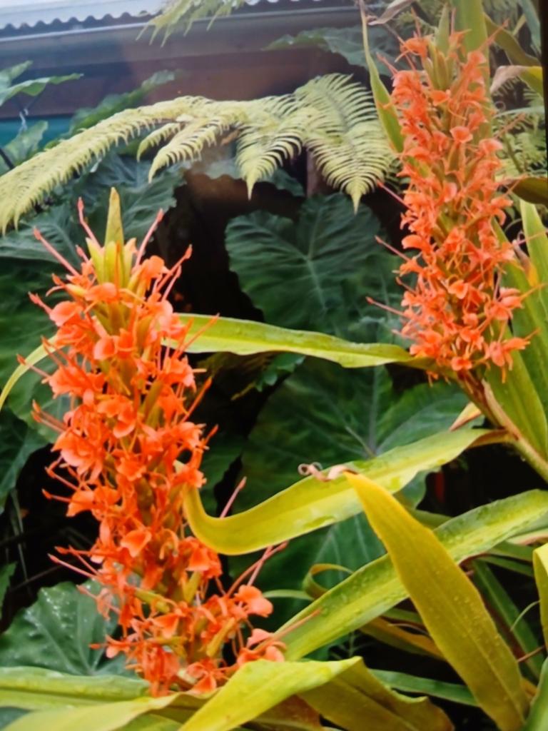 Hedychium aurantiacum, Overige soorten, Volle zon, Vaste plant, Ophalen of Verzenden