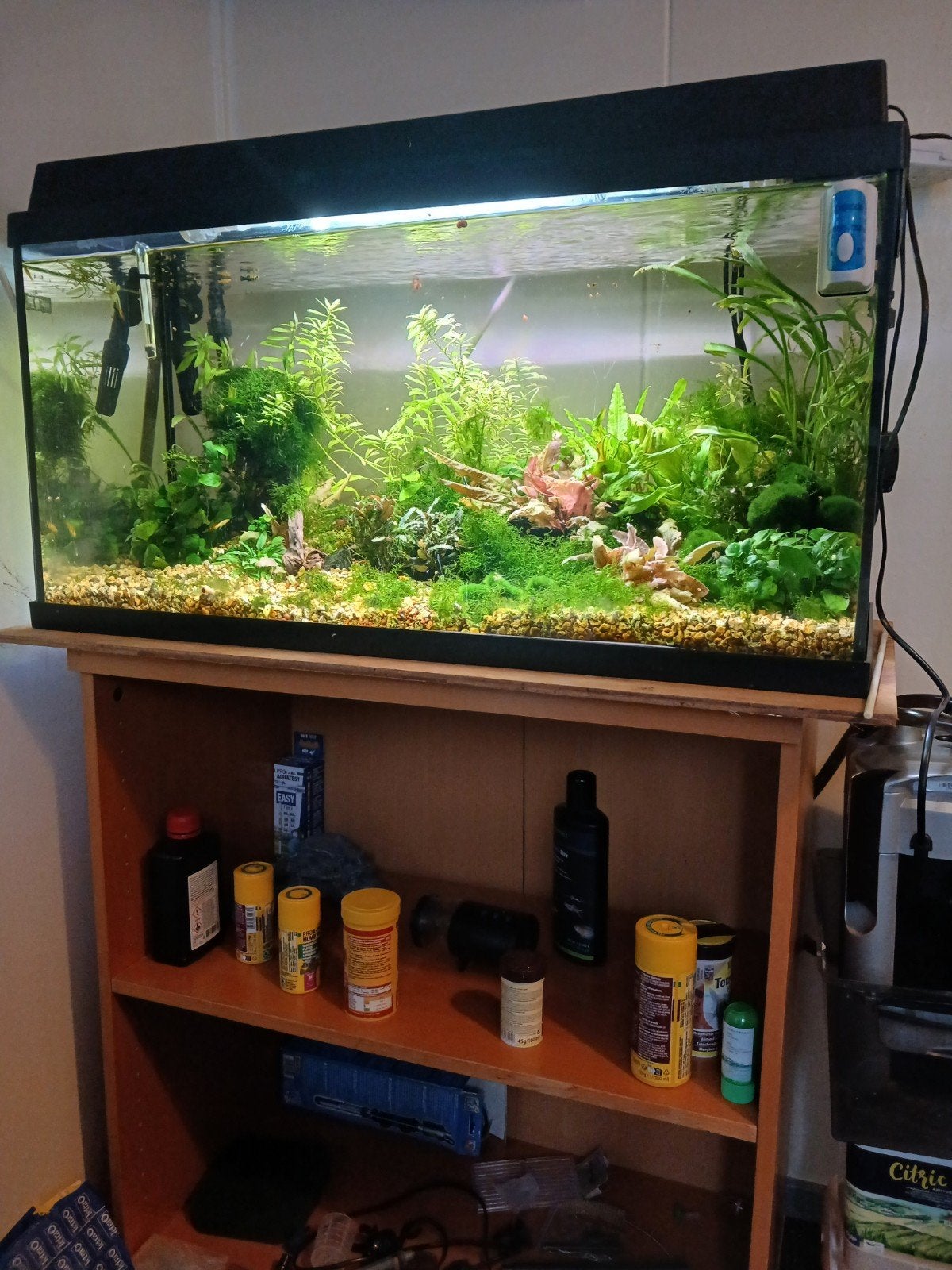aquarium 80x35x45, Dieren en Toebehoren, Vissen | Aquaria en Toebehoren, Gebruikt, Inclusief planten, Ophalen of Verzenden, Gevuld zoetwateraquarium