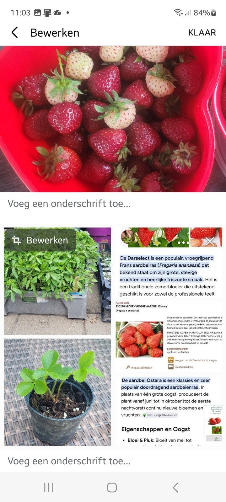 €1. Bio groenten tomatenplantjes, Tuin en Terras, Volle zon, Groenteplanten, Eenjarig, Ophalen of Verzenden