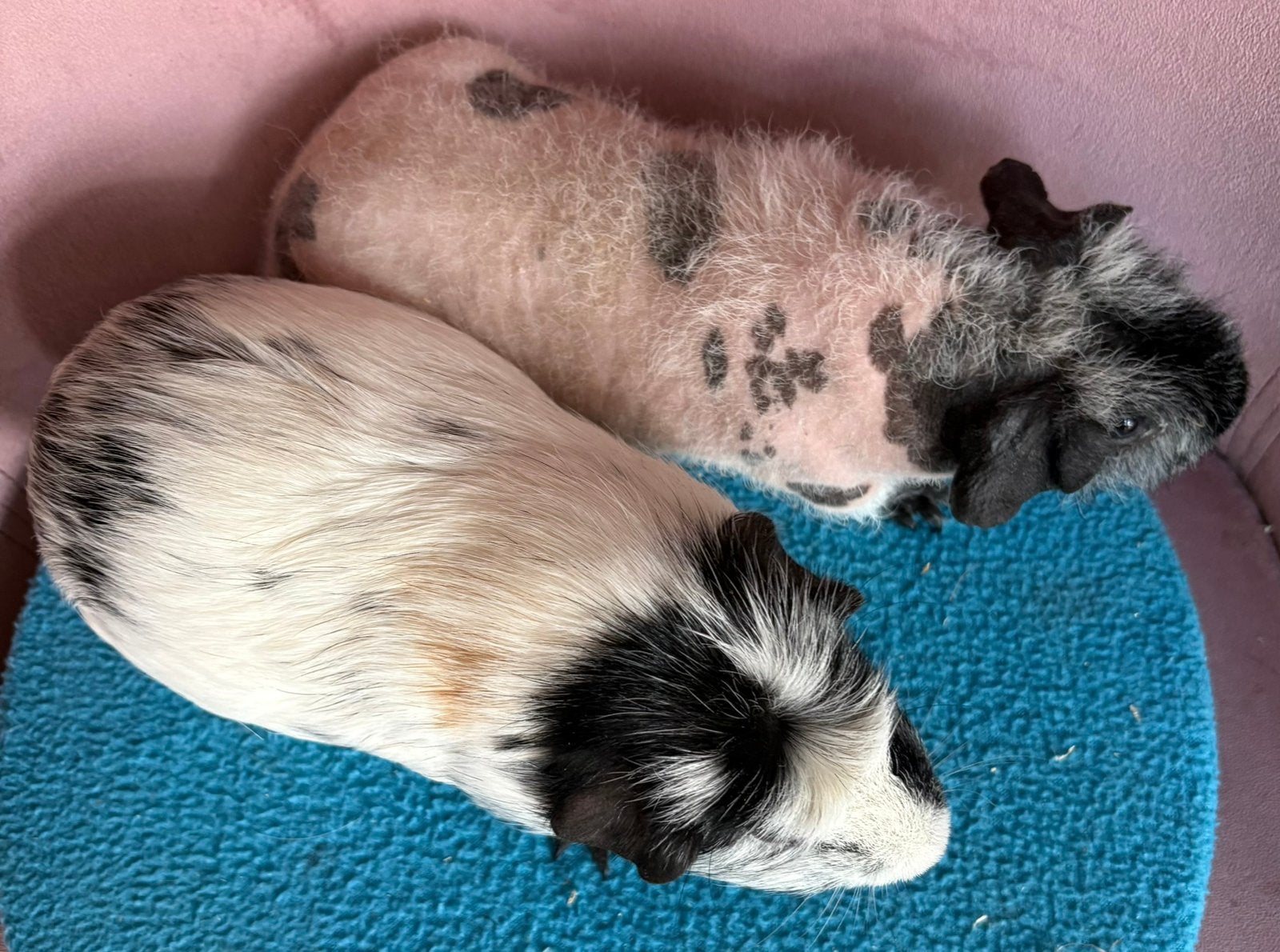Skinny drager en skinny cavia dalmatier beertjes, Cavia, Mannelijk, Juli, Tam