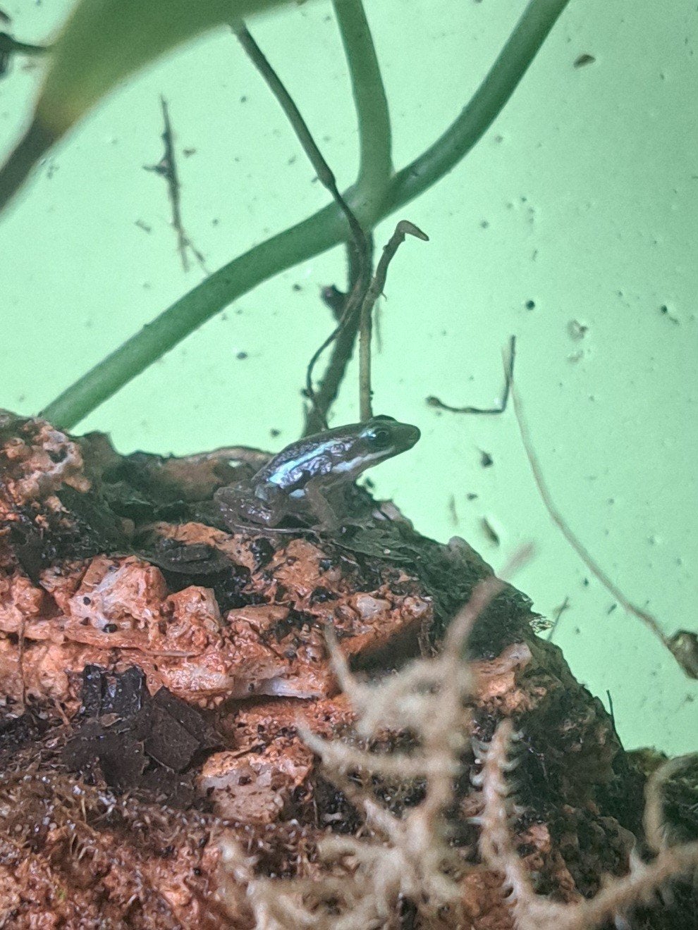 Dendrobates tricolor gifkikker jong, Amfibie, 0 tot 2 jaar