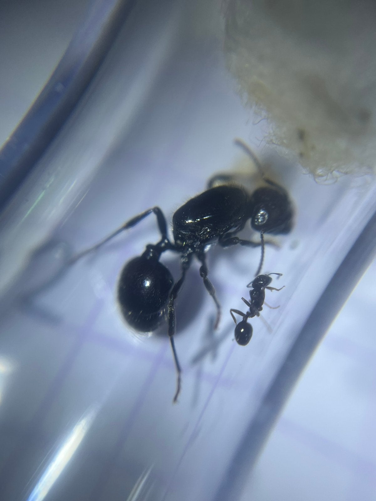 Messor barbarus colony 1-5 werksters, Mieren