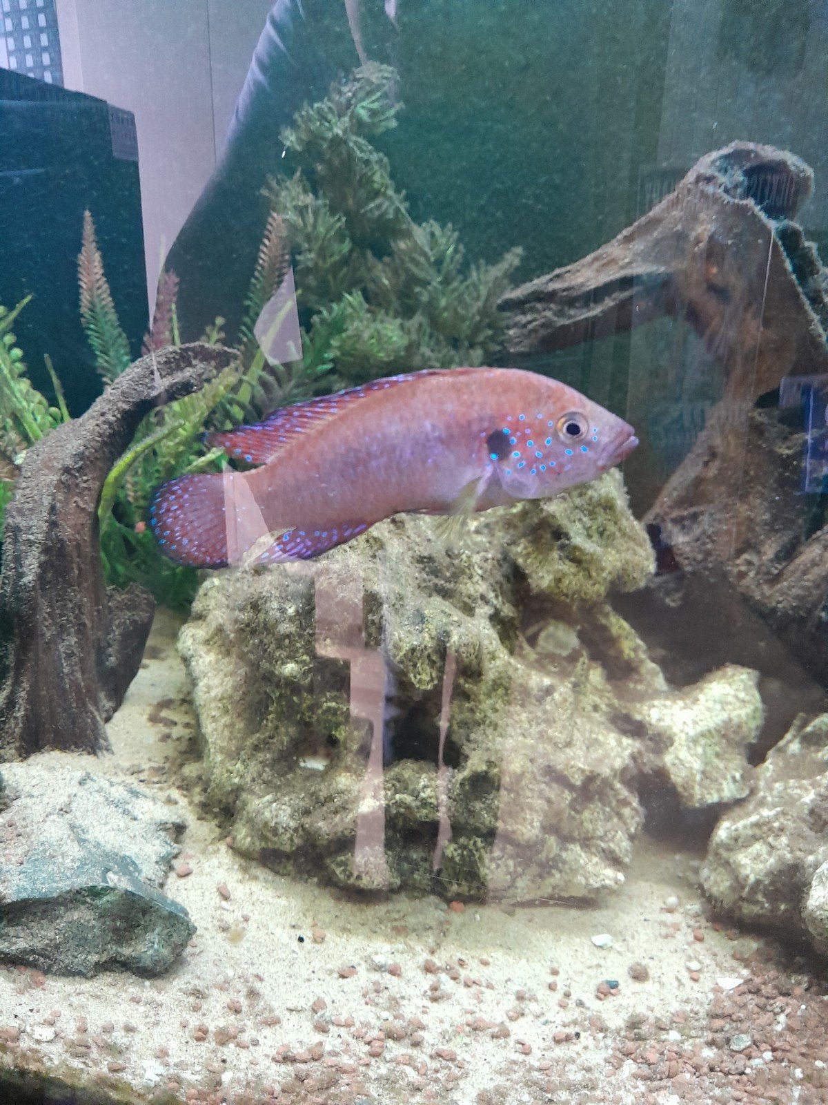 Juweelcichlide cichlide, Dieren en Toebehoren, Vissen | Aquariumvissen, Vis, Zoetwatervis