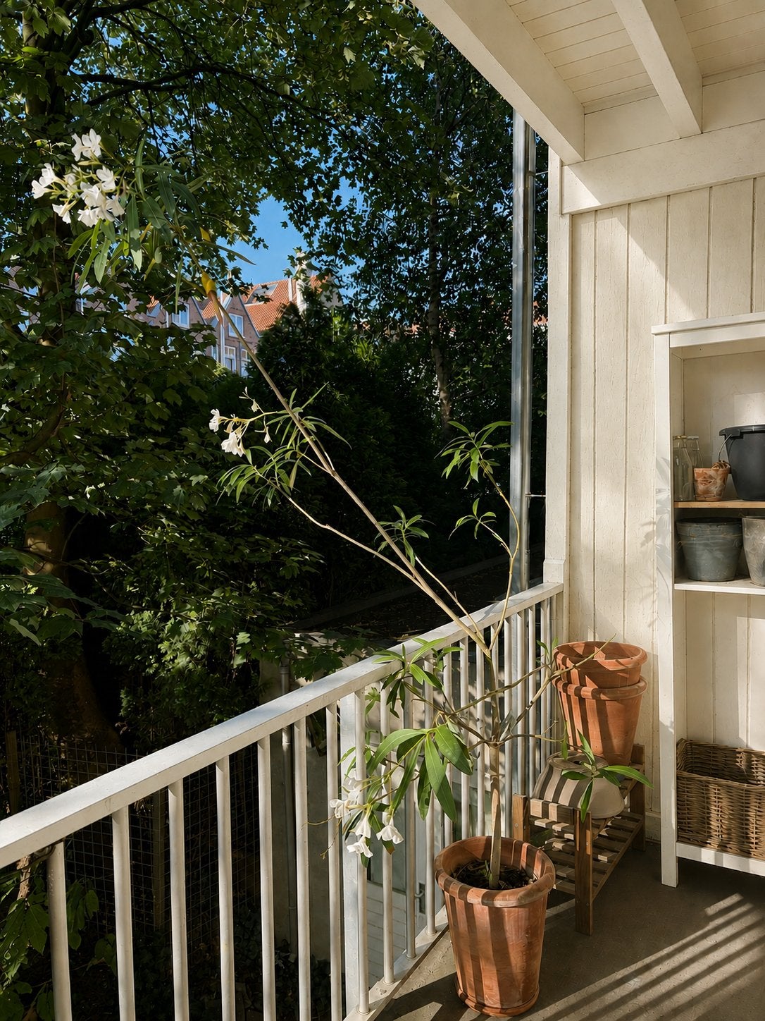 Witte Oleander in Terracotta Pot - 2.5m Hoog, Volle zon, Vaste plant, Zomer, Ophalen