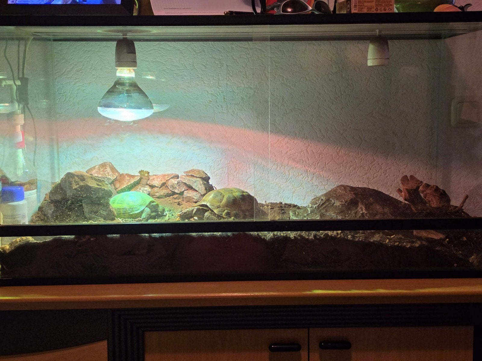2 Russische vierteenschilpadden+ toebehoren, Schildpad, Met terrarium