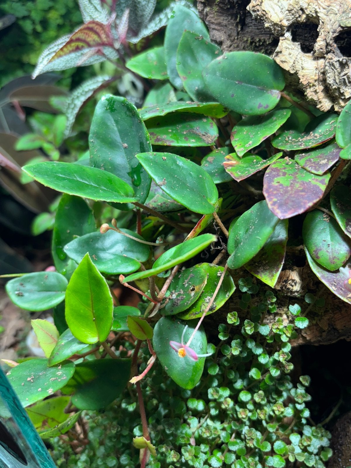 Terrariumplant Begonia schulzei, Ophalen of Verzenden, Halfschaduw, Minder dan 100 cm