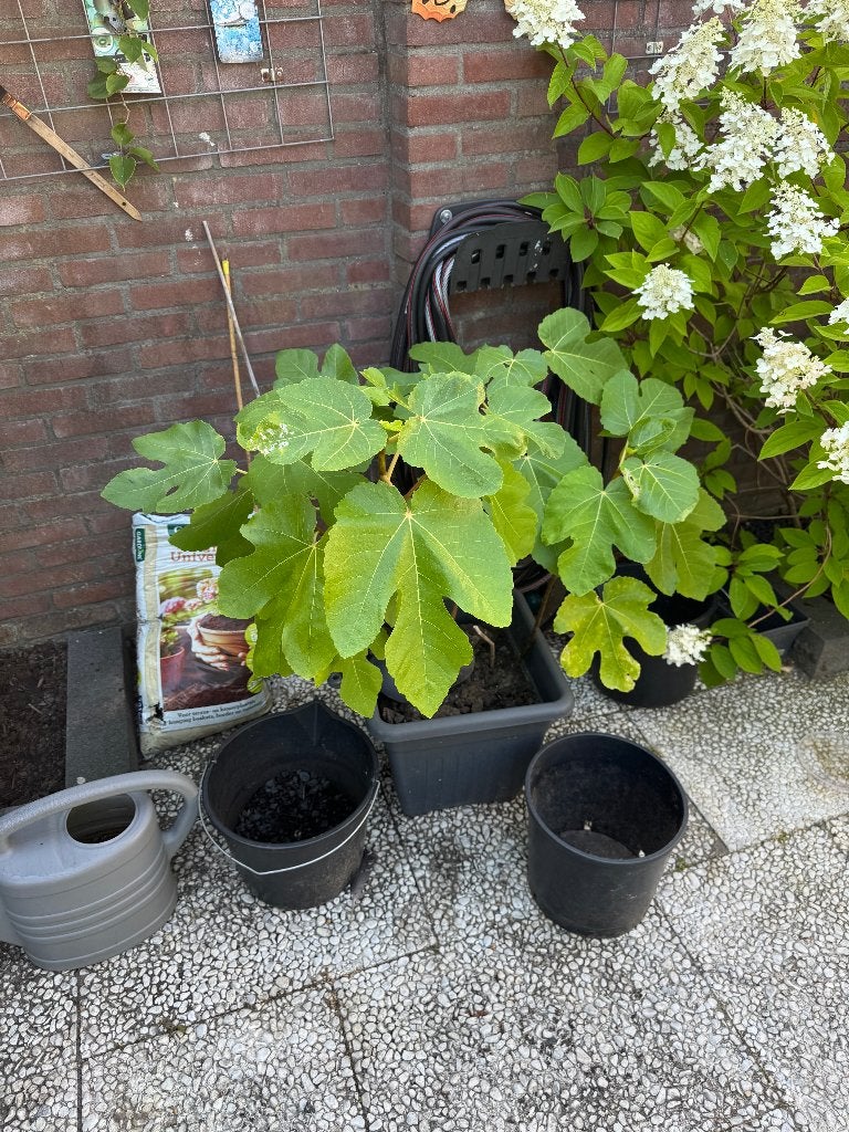 VIJGENBOOM winterhard zeer groot, Overige soorten, 100 tot 250 cm, Zomer, Ophalen