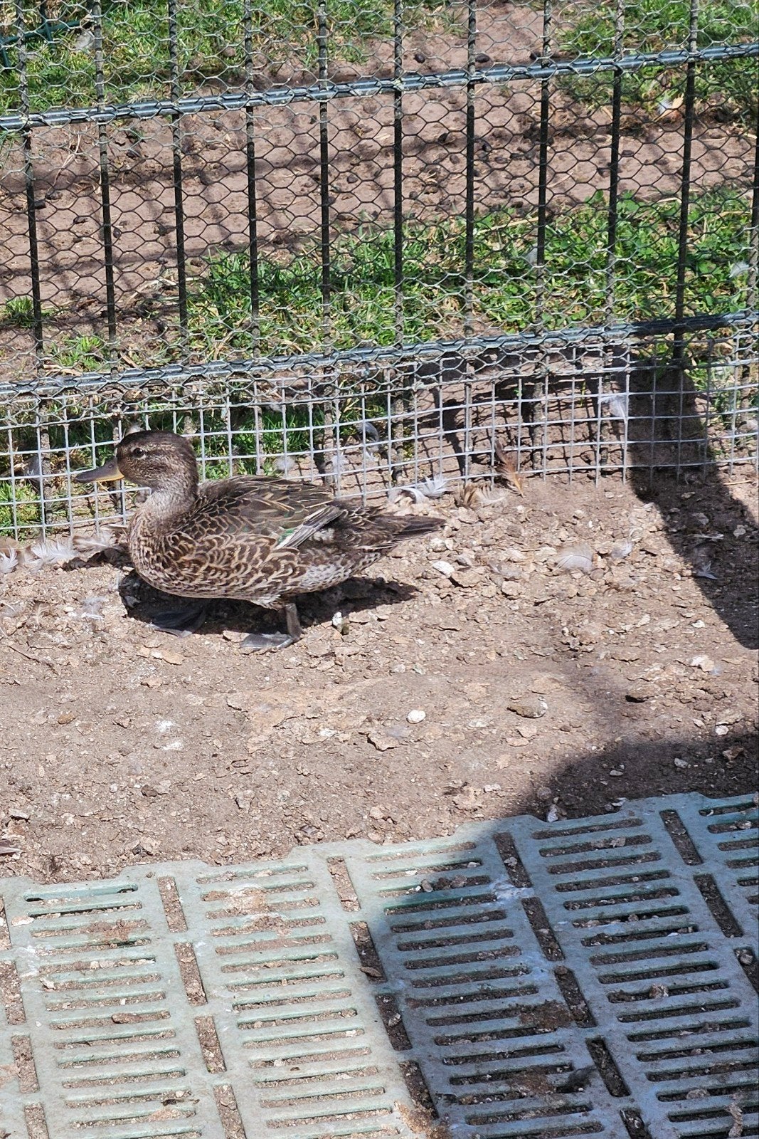 wintertaling te koop, Dieren en Toebehoren, Pluimvee, Mannelijk, Kip
