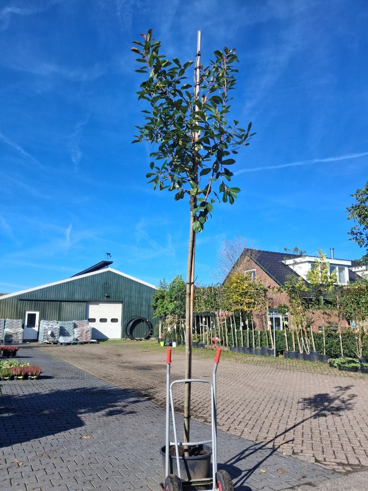Actie! Photinia Fraseri Red Robin - Glansmispel, Ophalen of Verzenden, Halfschaduw, Overige soorten