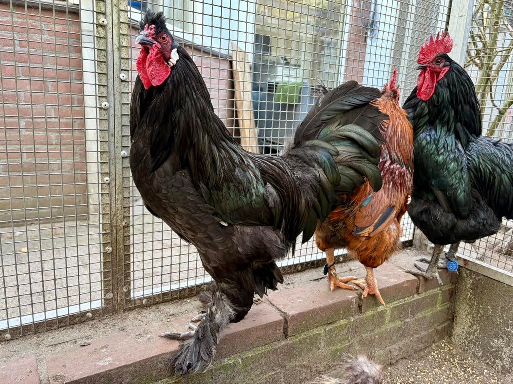 Koos, tamme zwarte kraaikop haan, Mannelijk, Kip