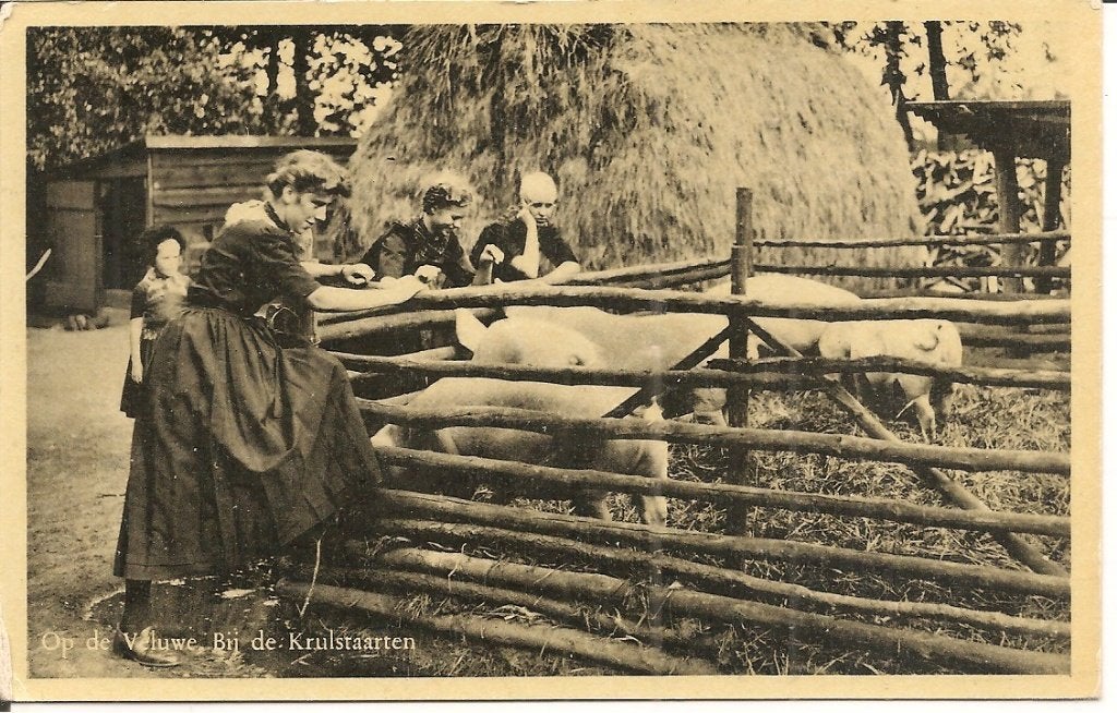 Oude Ansichtkaart: Op de Veluwe, Bij de Krulstaarten, Ophalen of Verzenden, 1940 tot 1960, Ongelopen, Gelderland