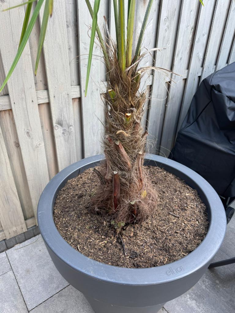 Trachycarpus Fortunei (Hennep Palm) in grote pot, Volle zon, Vaste plant, Bloeit niet, Ophalen