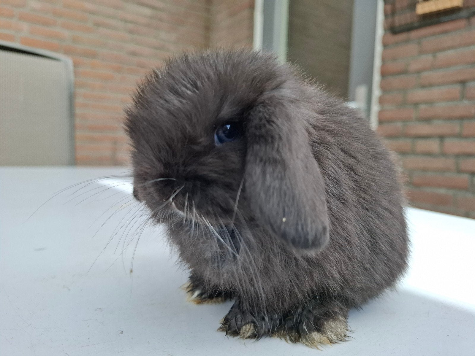 Prachtige jonge minilop hangoor dwerg Gevaccineerd, Dieren en Toebehoren, Konijnen, Meerdere dieren, Dwerg, Hangoor