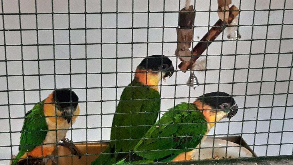 zwartkop caiques, Meerdere dieren, Papegaai, Geringd