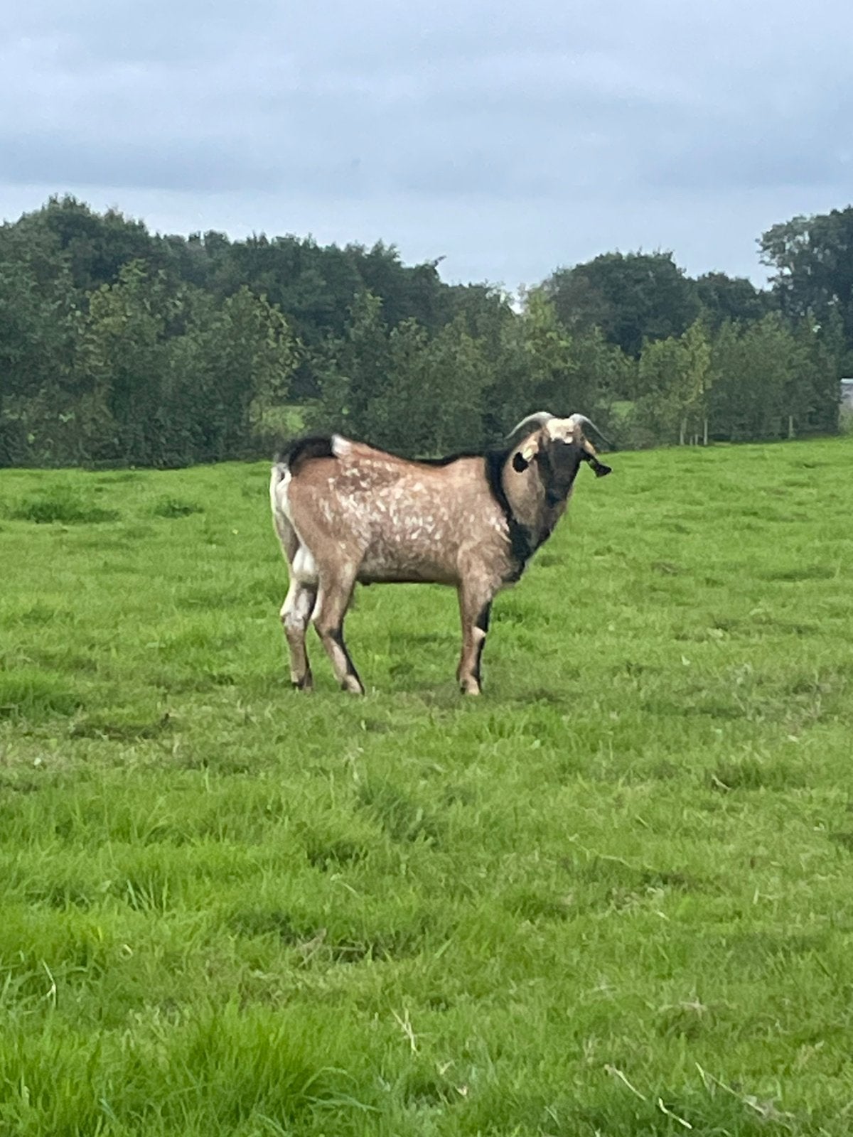Bok terdekking, Dieren en Toebehoren, Mannelijk, Geit
