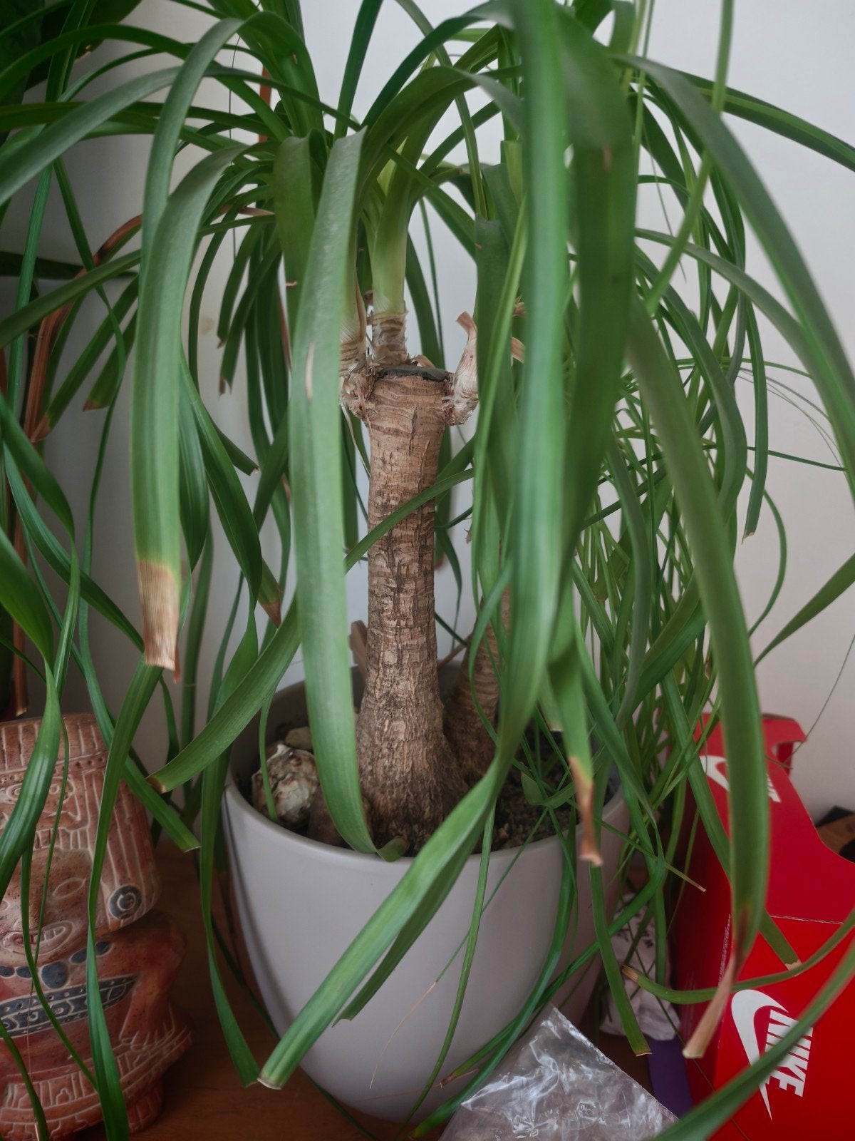 Grote Ponytail Palm (Olifantspoot) - 45cm hoog, Ophalen, Palm, Halfschaduw, In pot