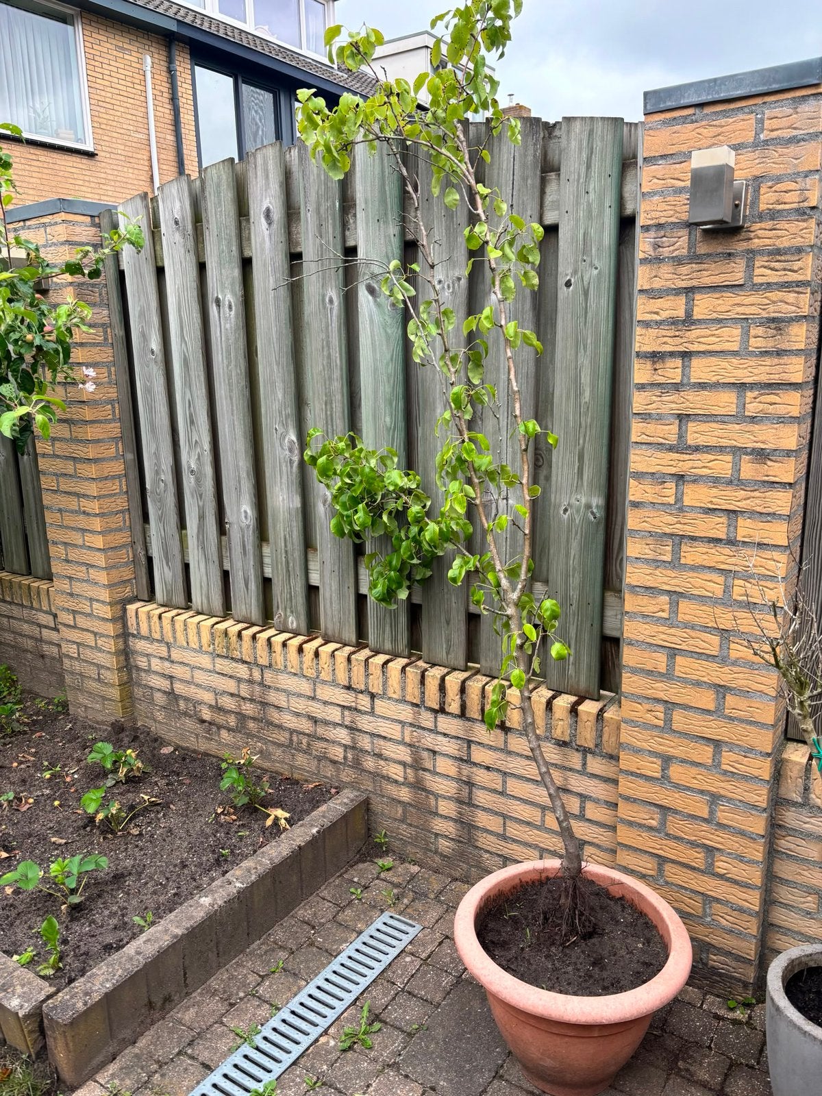 Perenboom in pot, Tuin en Terras, Planten | Tuinplanten, Ophalen, Overige soorten, Volle zon