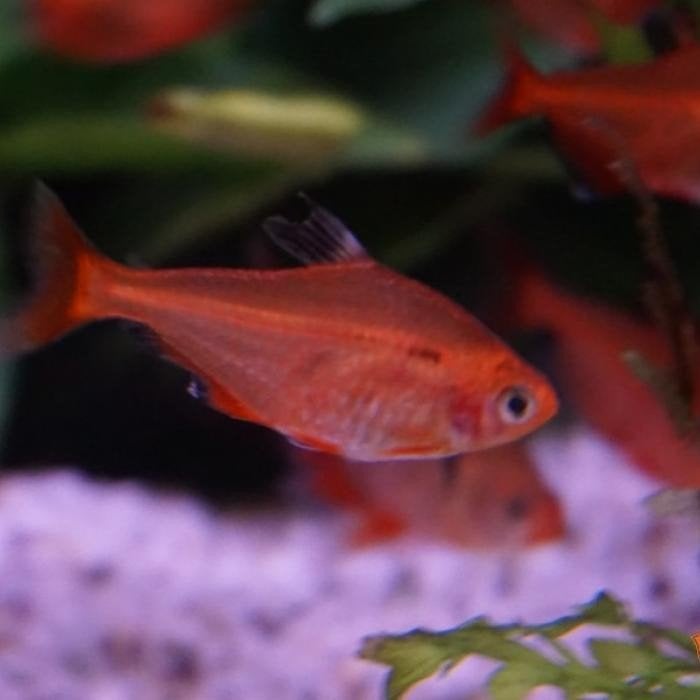 Hyphessobrycon serpae, Vis