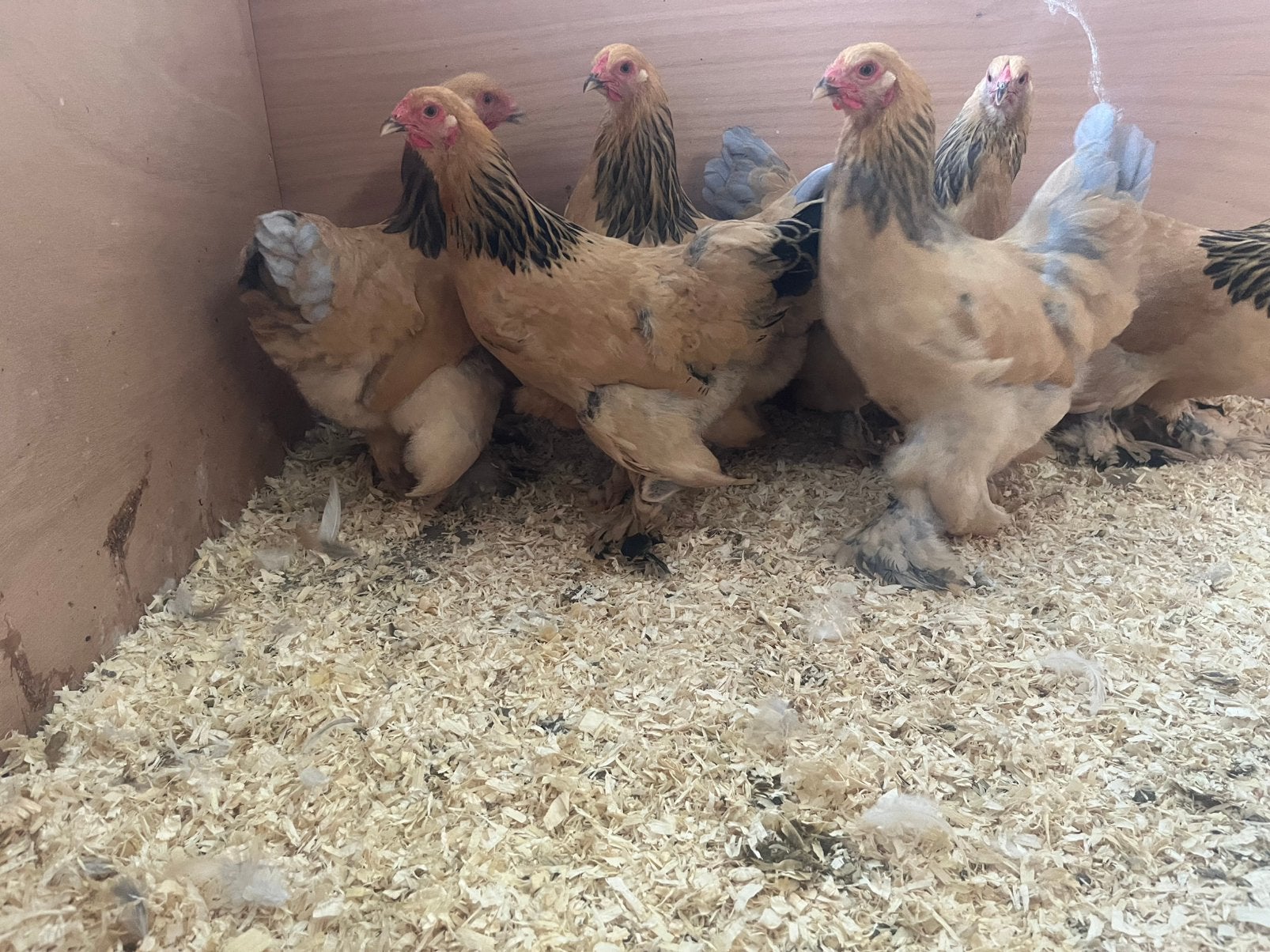 Brahma krielen, Dieren en Toebehoren, Vrouwelijk, Kip