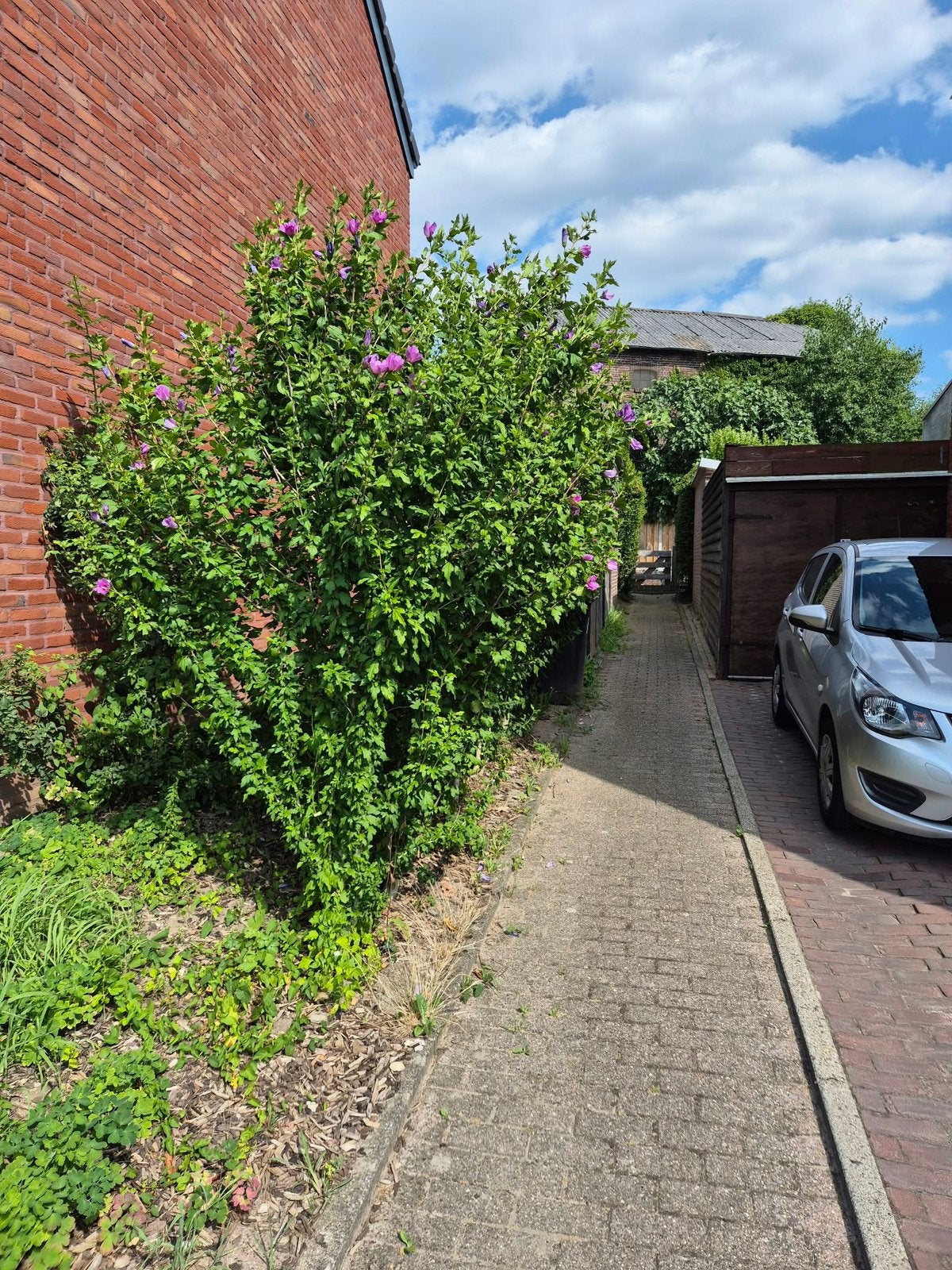Grote volwassen Hibiscus struiken – zelf uitgraven, Ophalen, Overige soorten, 100 tot 250 cm