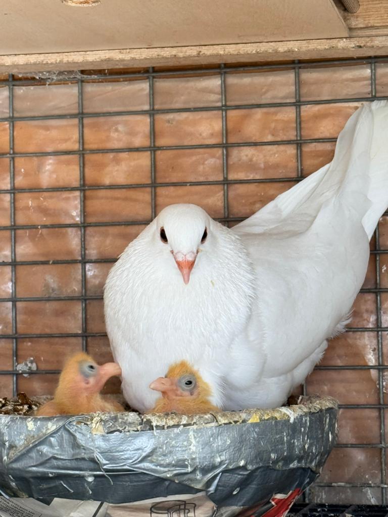 Witte postduif doffer 2025, Dieren en Toebehoren, Mannelijk, Postduif