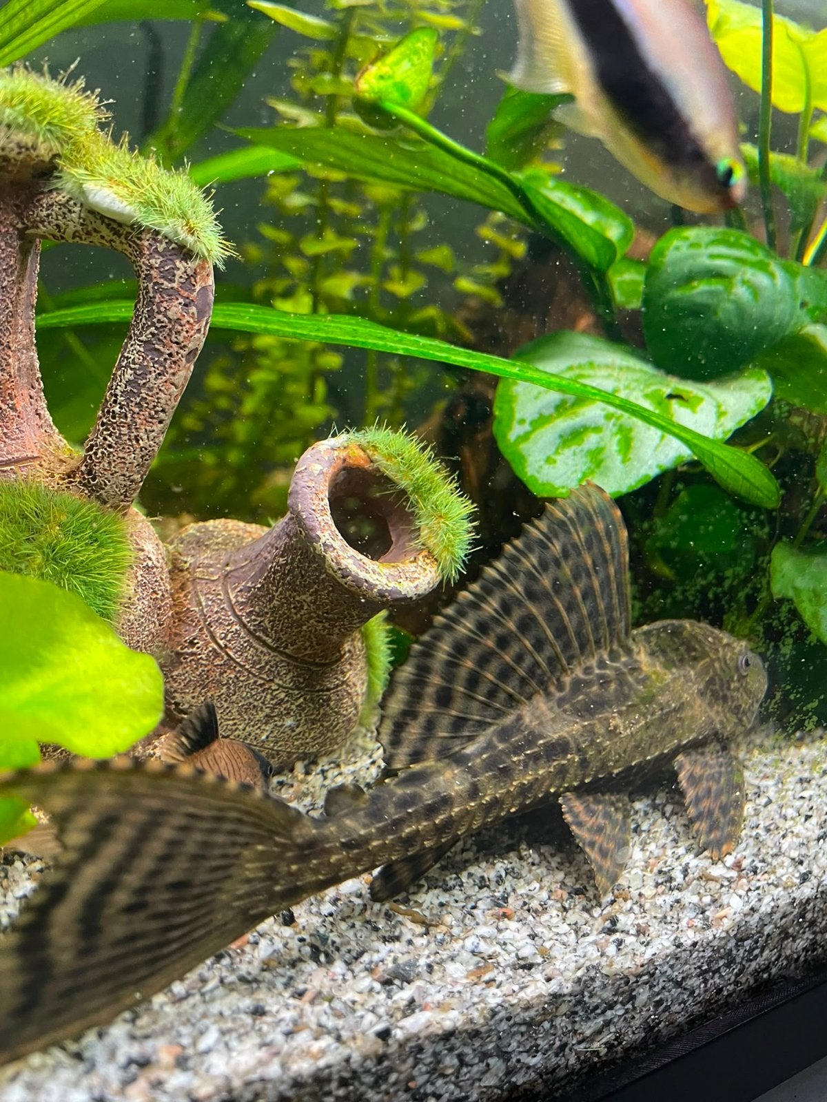 Zeer compleet aquarium, Ophalen, Inclusief vissen, Superfish, Gevuld zoetwateraquarium