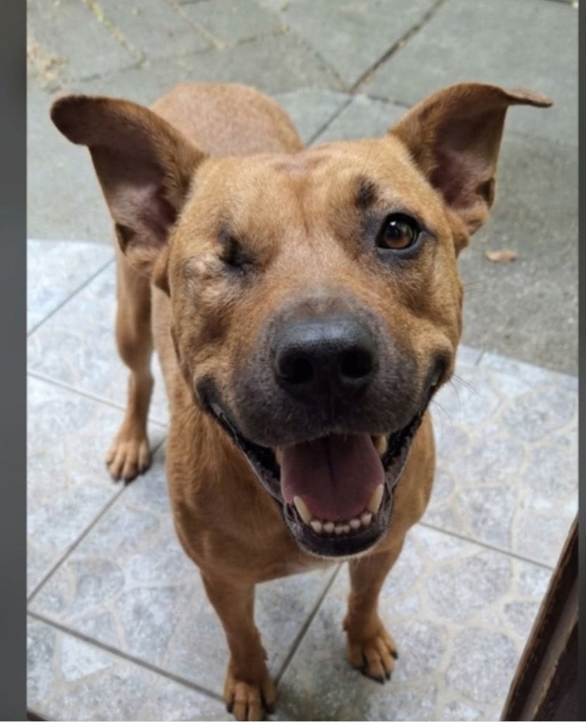 Prachtige lieve Emmy zoekt haar gouden mandje, Dieren en Toebehoren, Honden | Niet-rashonden, Particulier, 1 tot 2 jaar, Buitenland