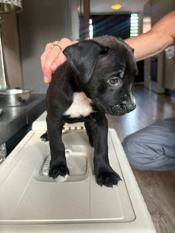 (2 pups) Amerikaanse stafford/bully x herder, Dieren en Toebehoren, 8 tot 15 weken, CDV (hondenziekte), Bulldog, Meerdere