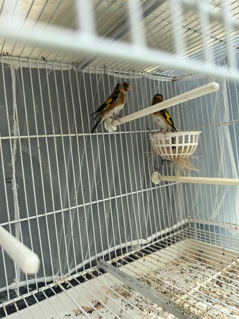 Koppel Putter 2025 te koop – inclusief broedkooi & voer, Dieren en Toebehoren, Vogels | Kanaries, Kleurkanarie, Meerdere dieren